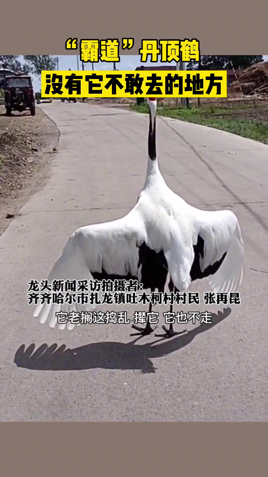 看来这只丹顶鹤恐怕是拥有超级社交技能呀!