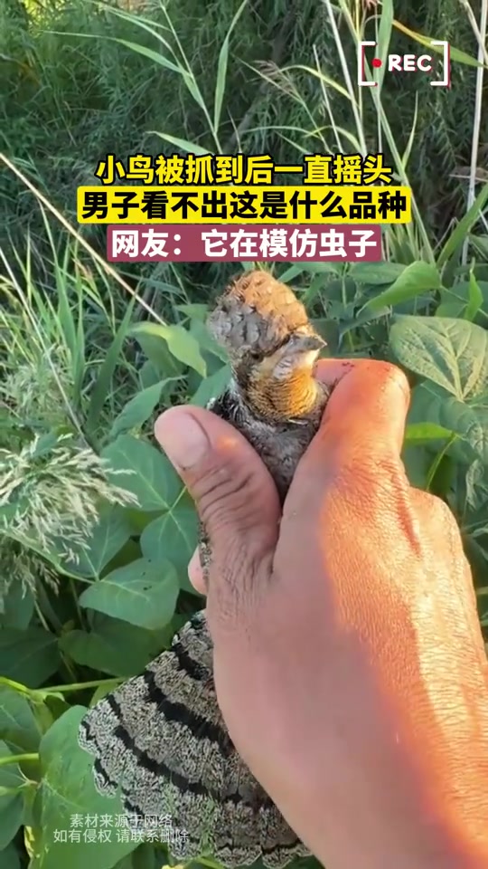 小鸟被抓到后一直摇头,这是啥品种,刑不刑啊!!