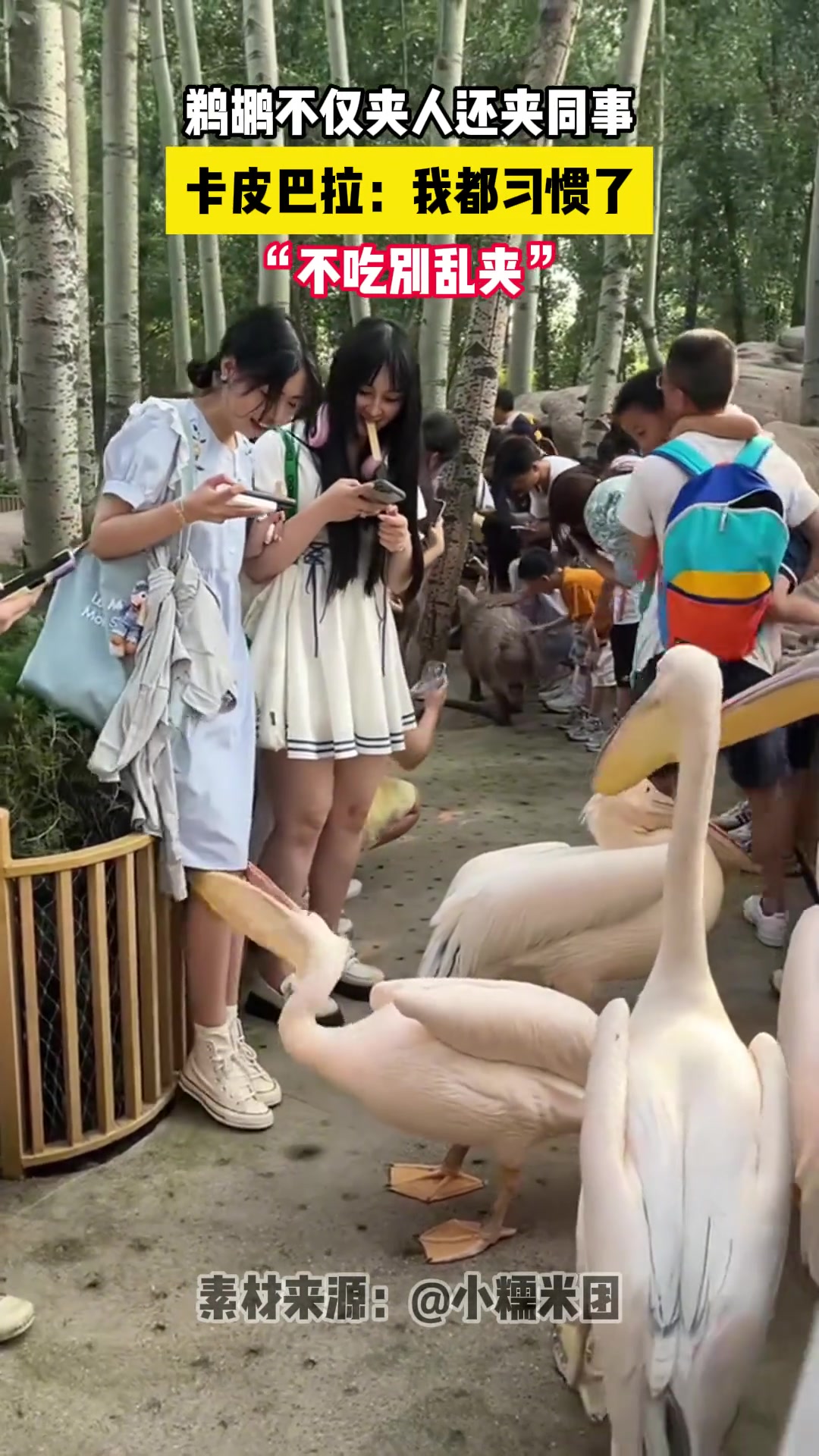 卡皮巴拉:我都习惯了!“不吃别乱夹”!!!