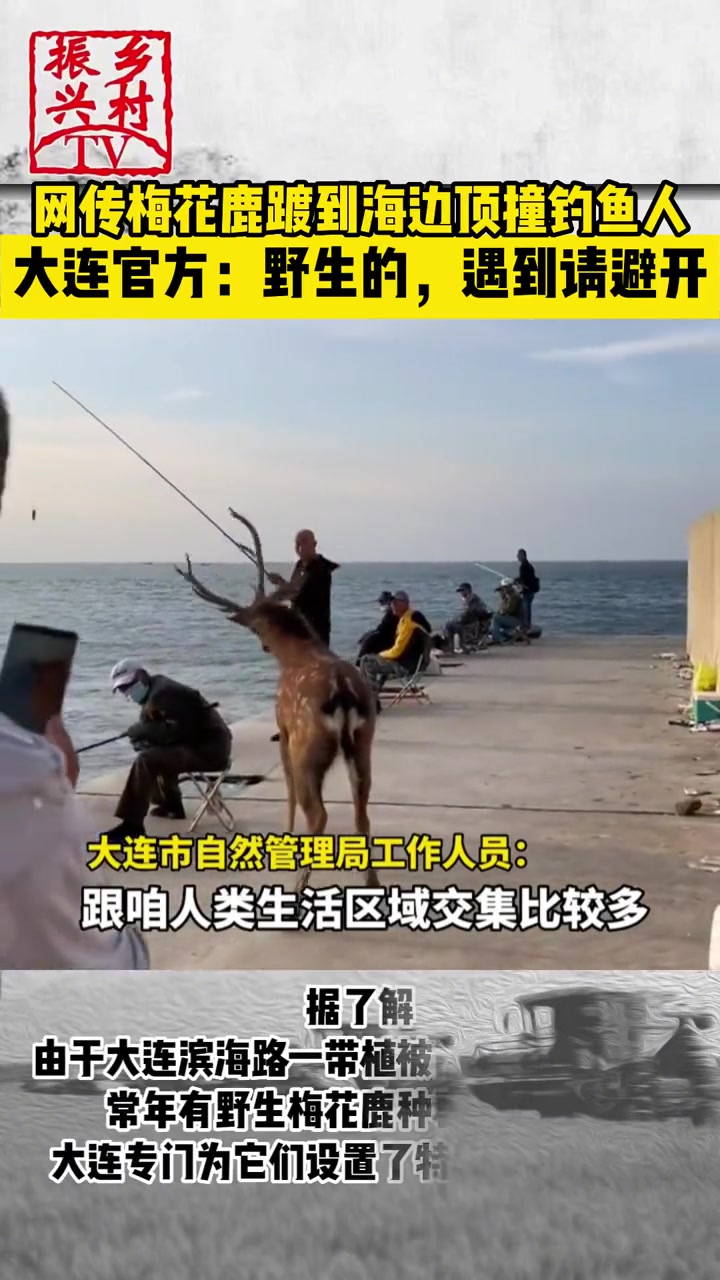传说中的滨海路活宝,大连梅花鹿