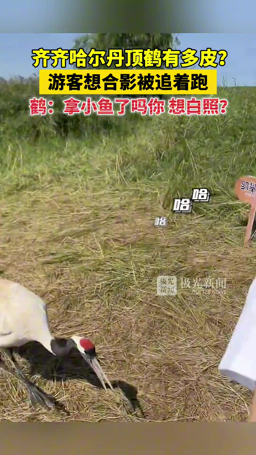 丹顶鹤“你有鱼票吗你就想合影!!