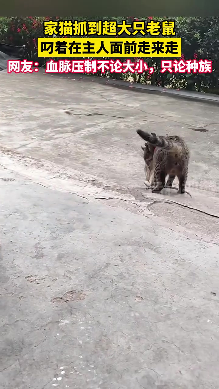 家猫抓到超大只老鼠,哪的品种,这么大啊!!