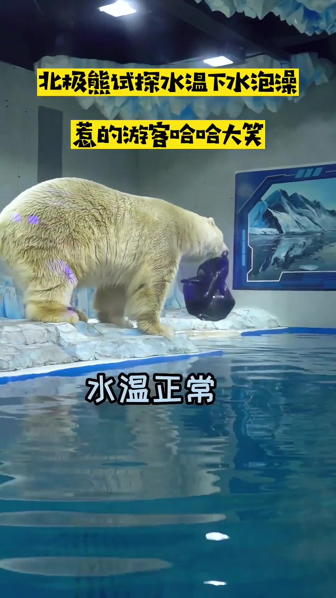 北极熊:试探一下水温,还挺凉快的,走你