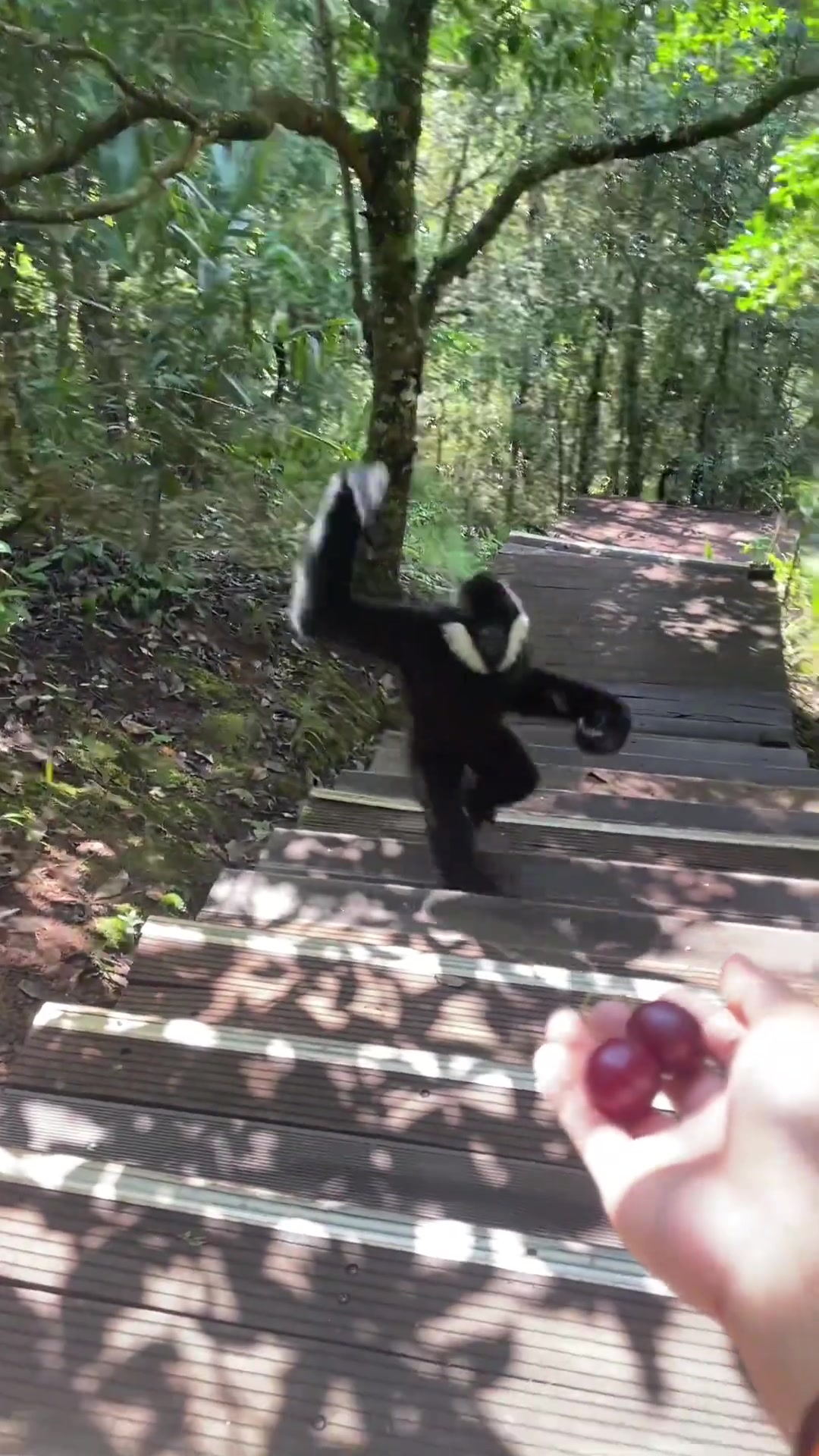 无尾长臂白腮猿猴是人类的好朋友!好可爱!!
