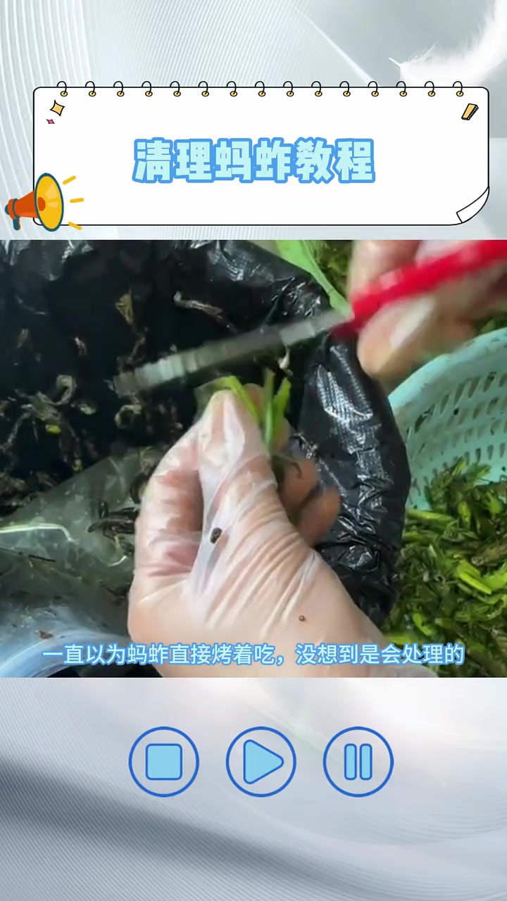 清理蚂蚱教程,绿色的蚂蚱还有人吃!