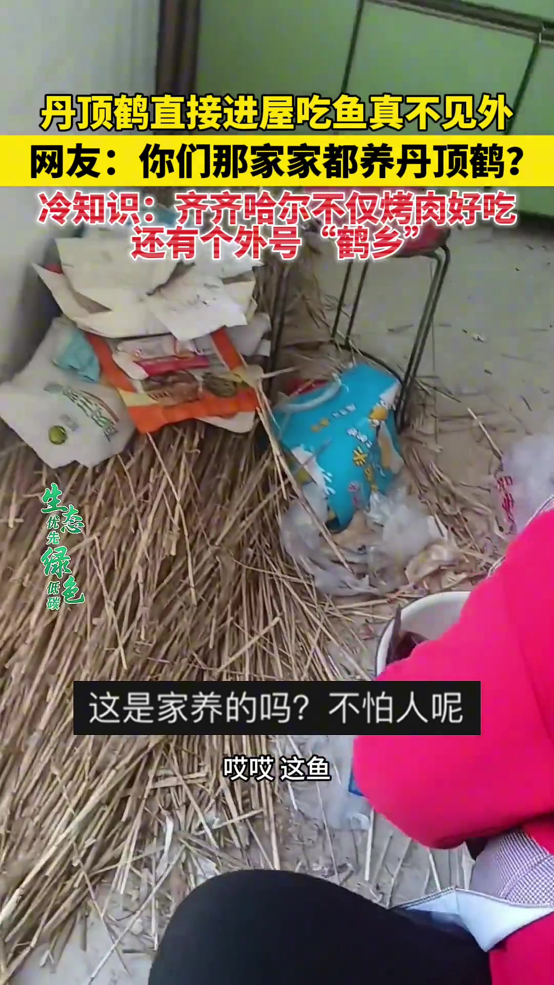 丹顶鹤直接进屋吃鱼真不见外