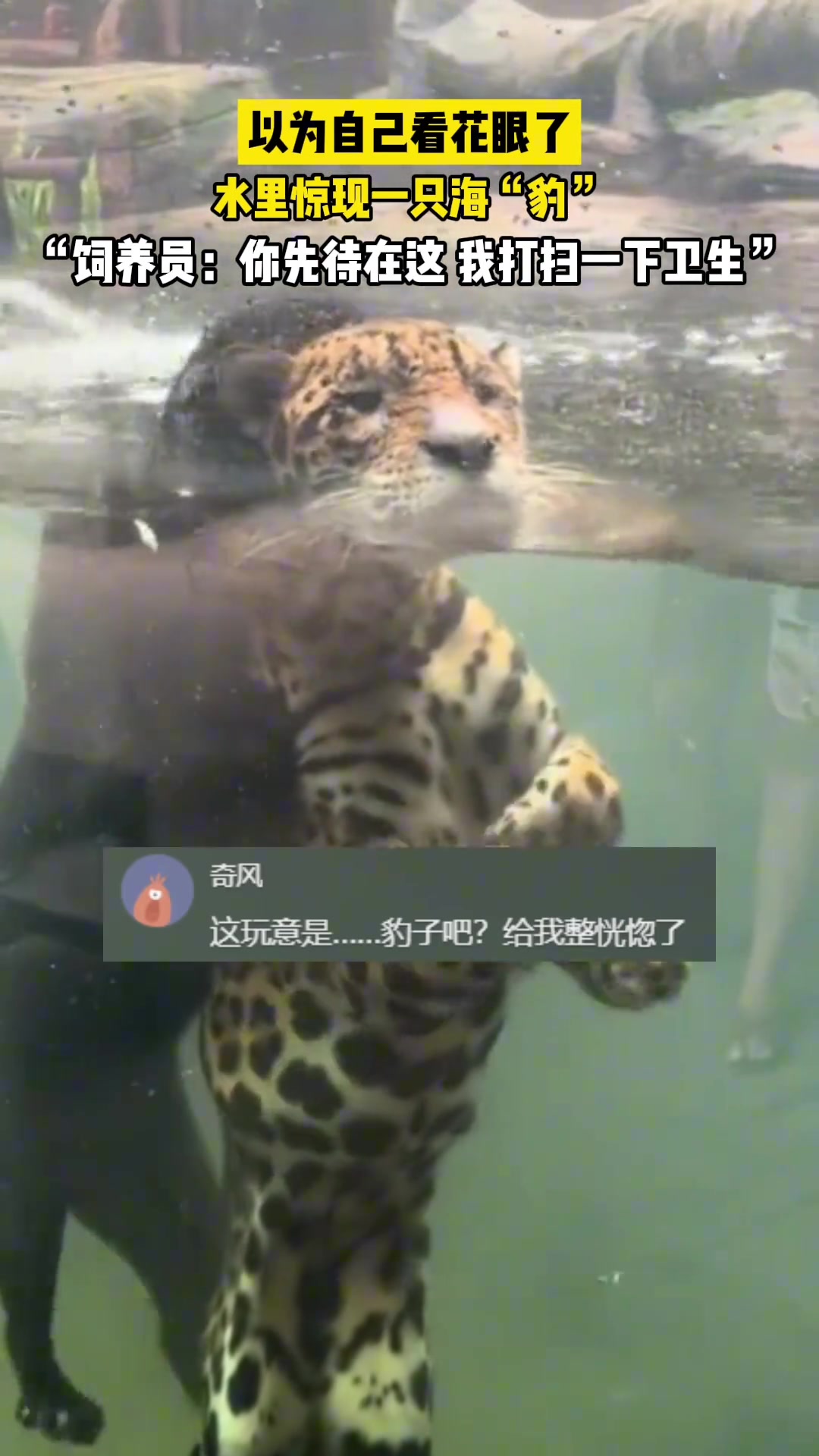 水里惊现一只海“豹”