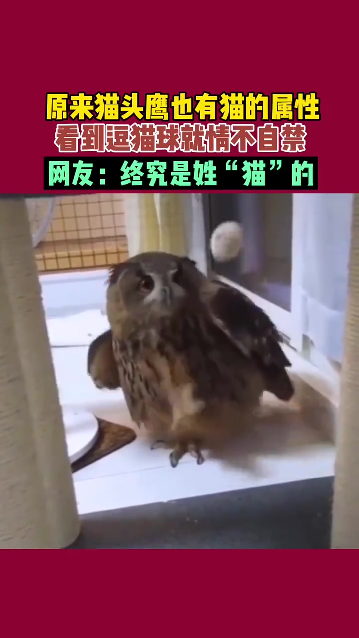 原来猫头鹰也有猫的属性