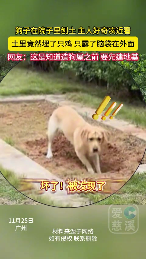 狗子使劲刨土，凑近一看，埋了一只鸡在土里，只露出一个头