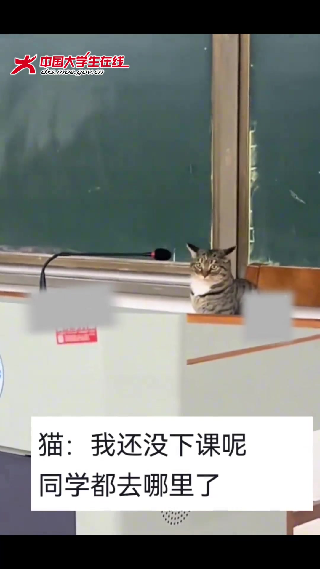 起猛了！看见“猫老师”了
