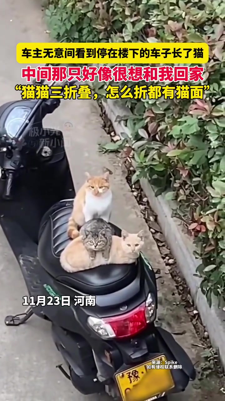车主无意间看到停在楼下的车子长了猫