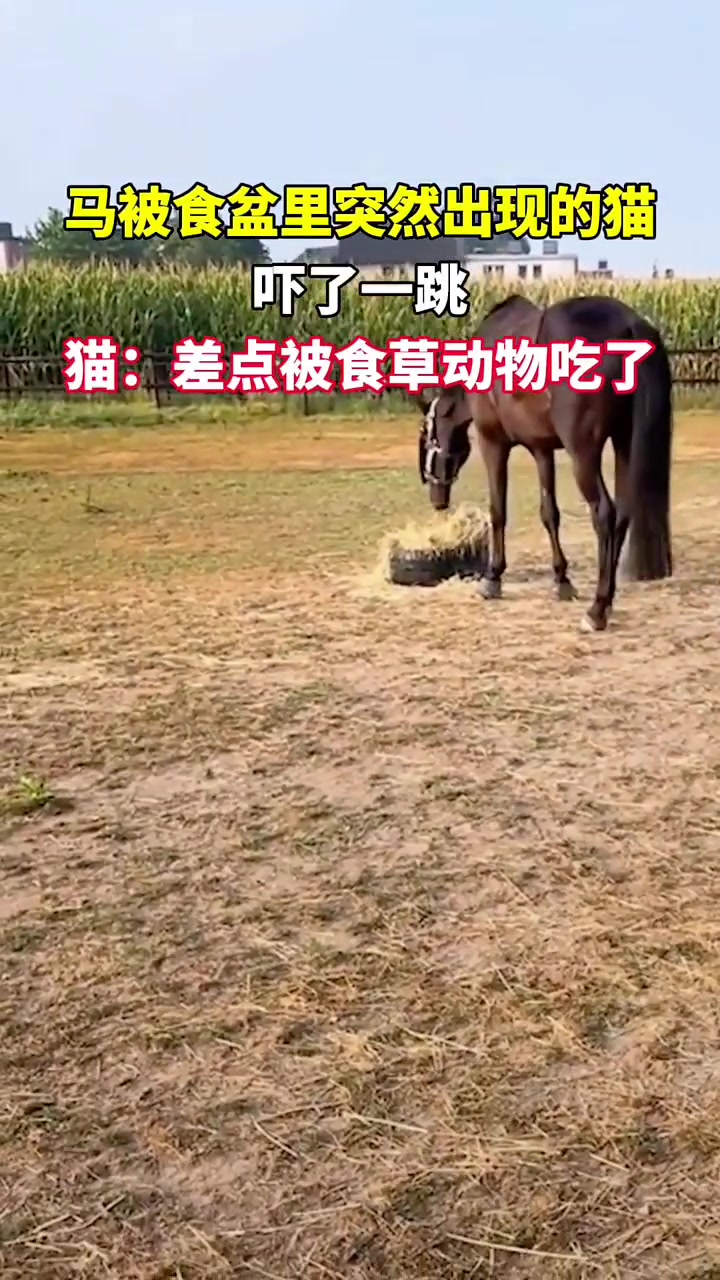 换谁都要吓一跳