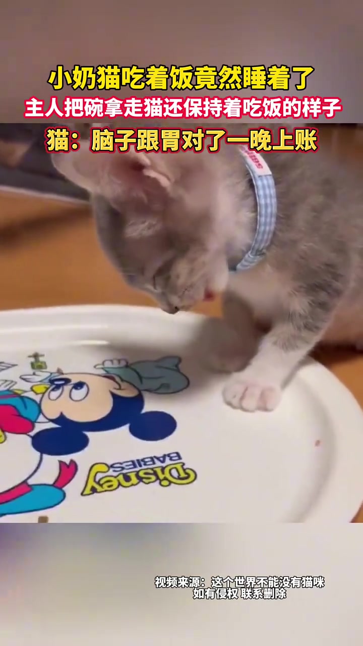 小猫吃着饭竟然睡着了