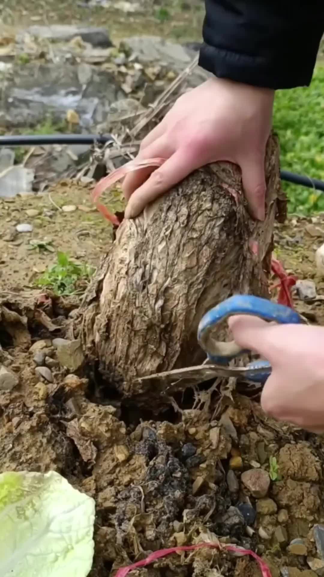 这种外面烂了，里面还是好的能吃吗