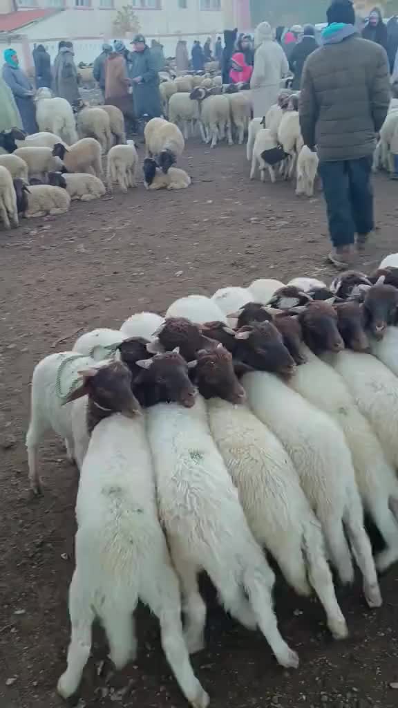 这就是传说中“羊肉串”吗