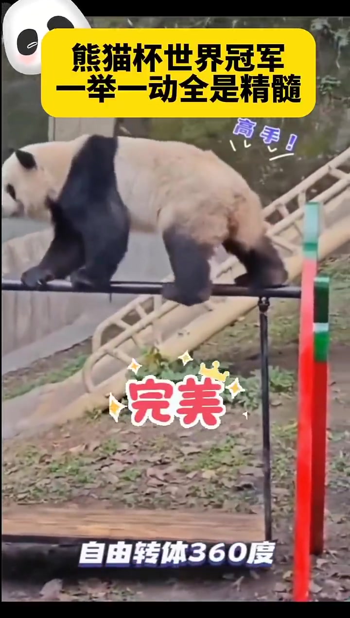熊猫杯世界冠军，一举一动全是精髓