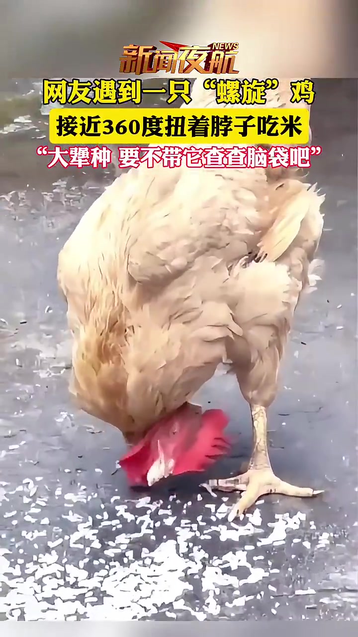 第一次见到“螺旋”鸡，它不怕把自己脖子扭断么