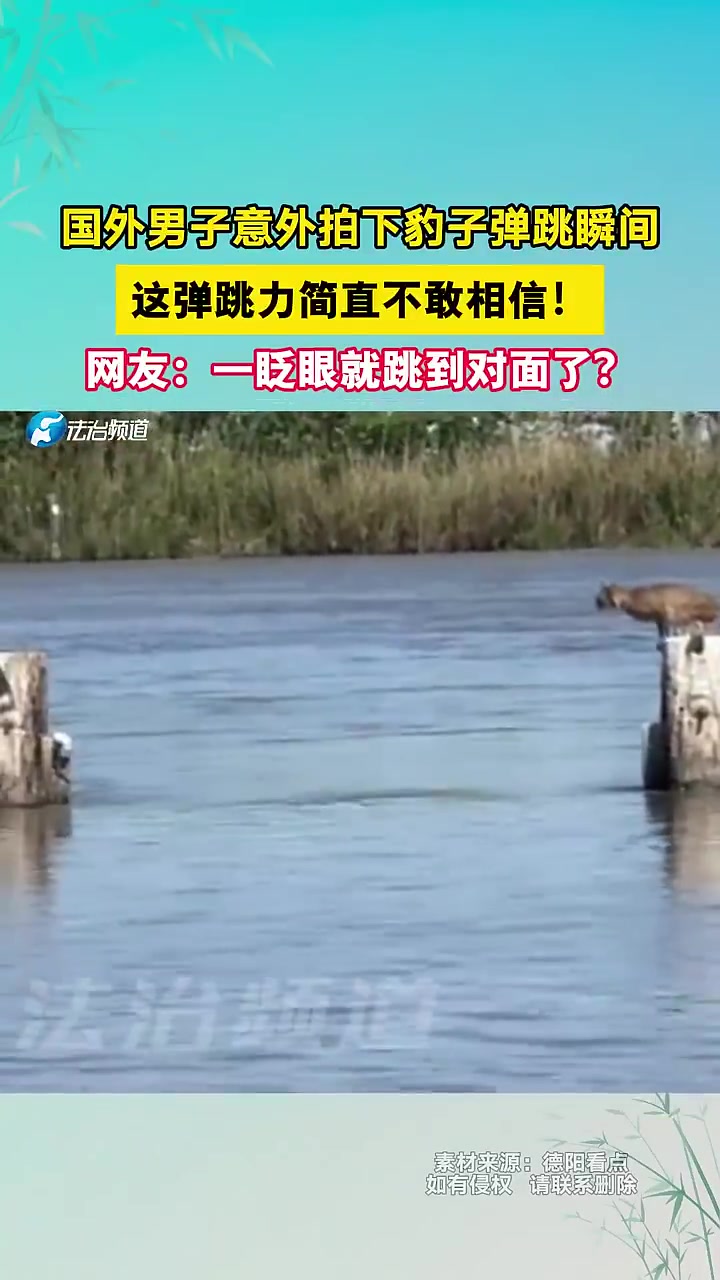 国外男子意外拍下豹子弹跳瞬间，这弹跳力简直不敢相信！