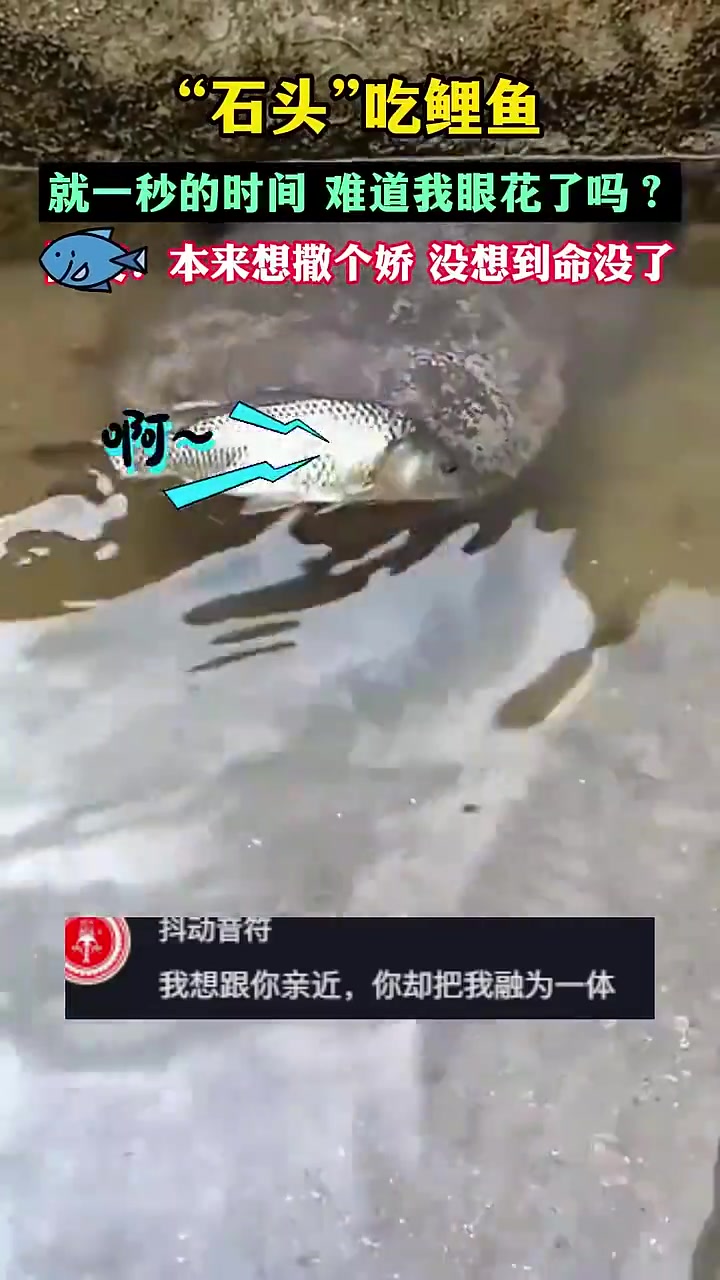 “石头”吃鲤鱼，就一秒的时间，难道我眼花了吗