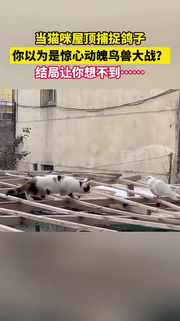 我只想到了开头，却没想到结
