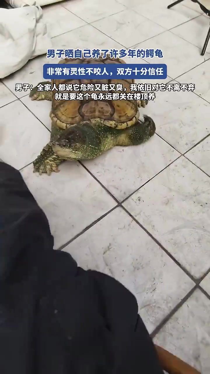男子晒自己养了许多年的鳄龟
