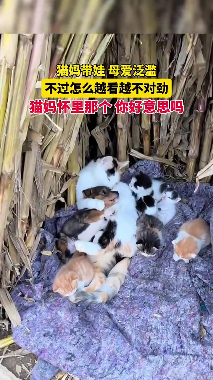 猫妈带娃，母爱泛滥，不过怎么越看越不对劲
