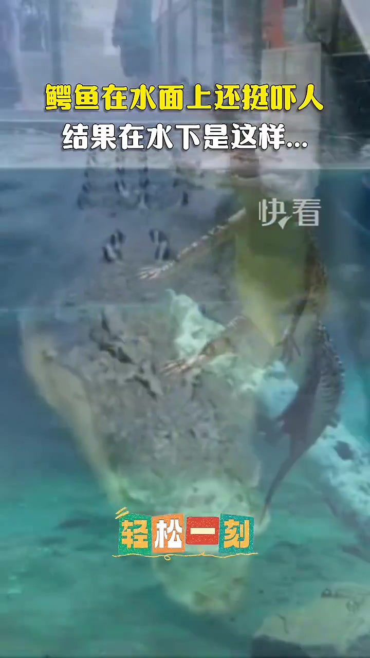 鳄鱼在水面上还挺吓人，结果在水下是这样...