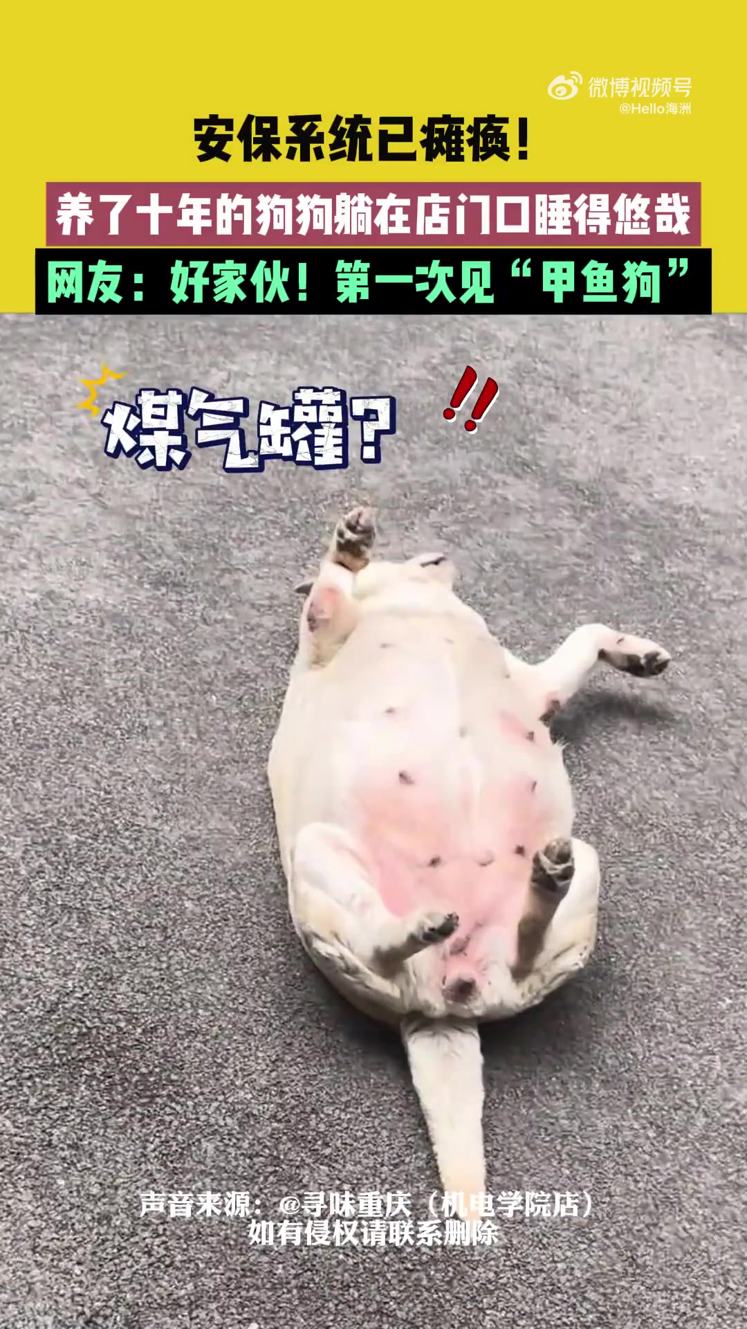 安保系统已瘫痪！养了十年的狗狗躺在店门口睡得悠哉