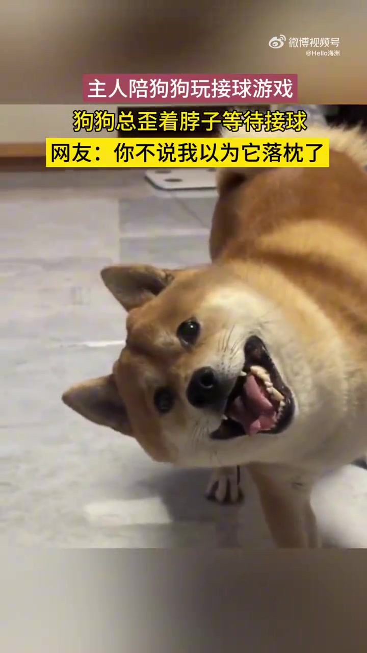 主人陪狗狗玩接球游戏，狗狗总歪着脖子等待接球