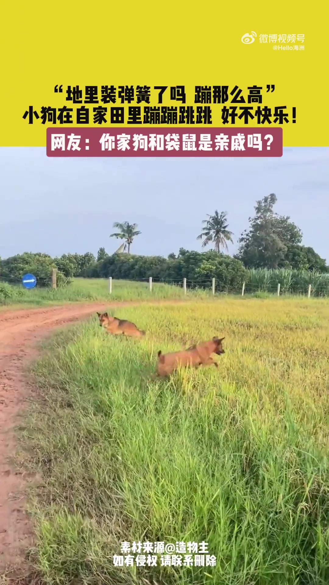 地里装了弹簧吗蹦那么高