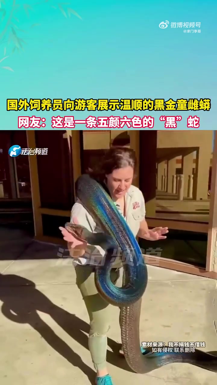 饲养员向游客展示温顺的黑金童雌蟒，这是一条五颜六色的“黑”蛇