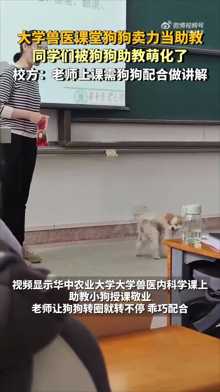 大学兽医课堂狗狗卖力当助教，同学们被狗狗助教萌化了