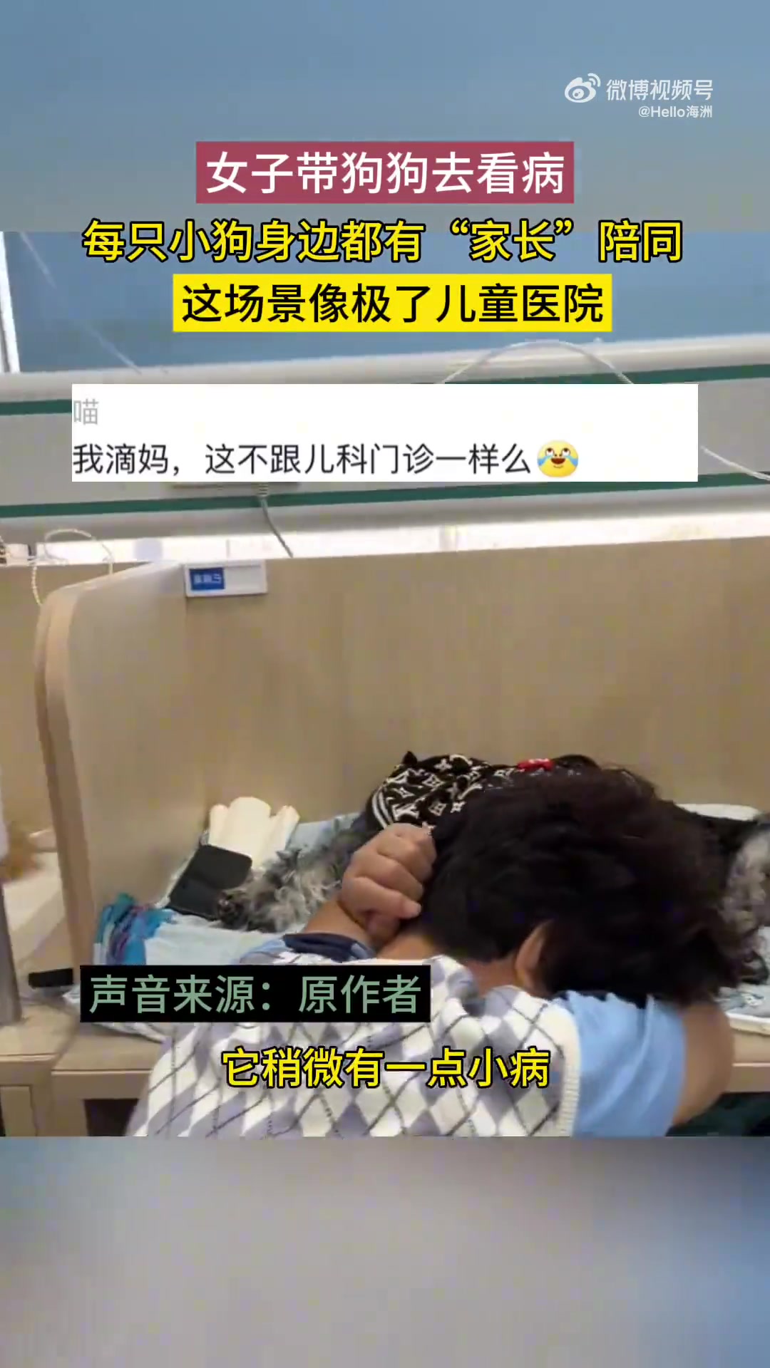 女子带狗狗去医院看病，每只小狗都有“家长”陪同