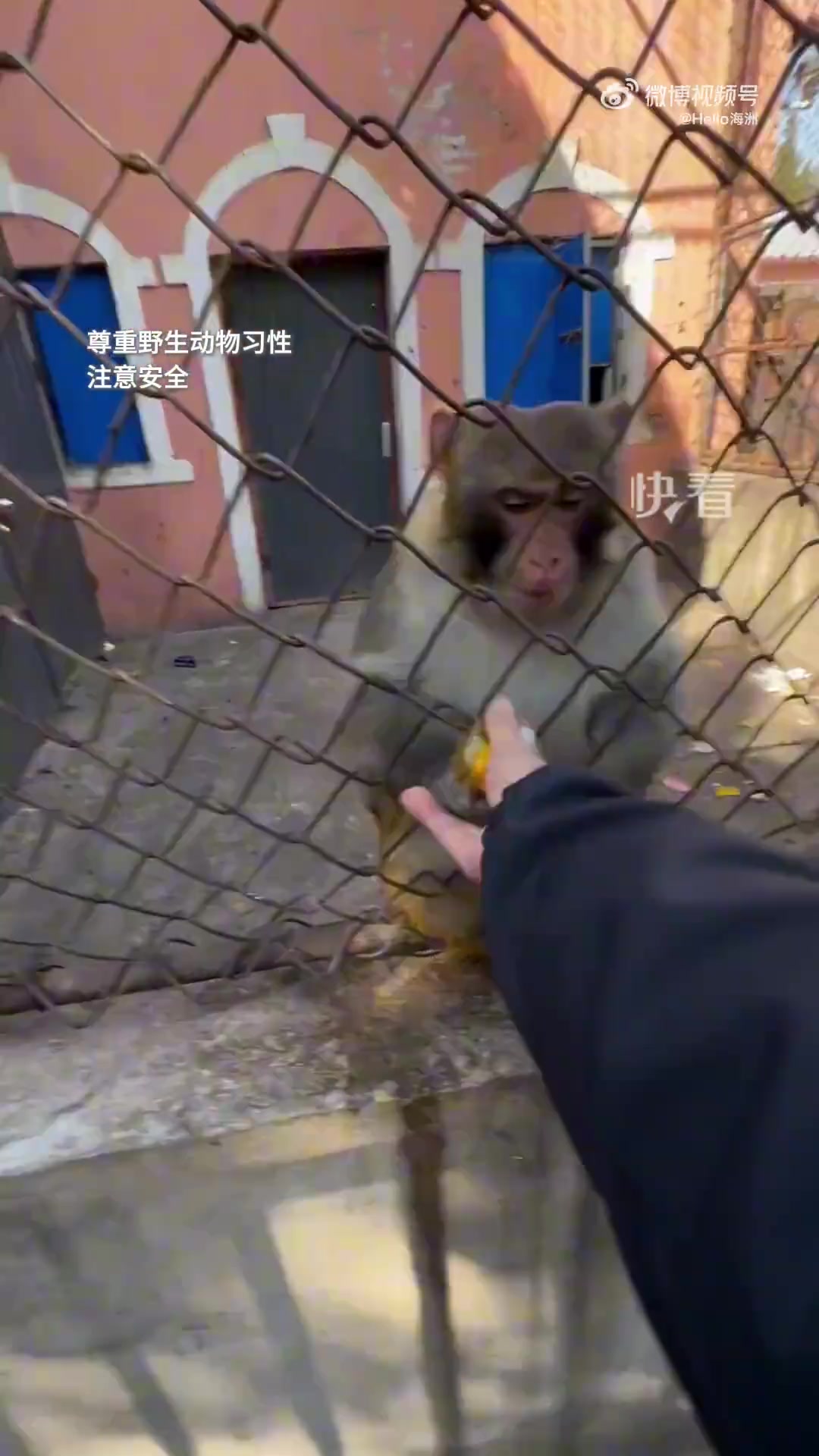 东北大哥和猴子的抢面包大战，胜负欲一下就上来了