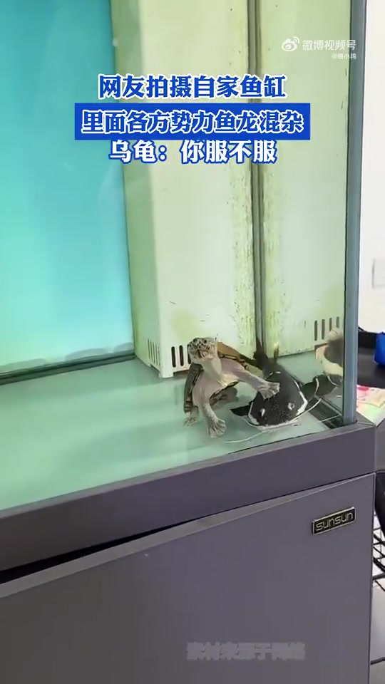 网友拍摄自家鱼缸，里面各方势力鱼龙混杂，乌龟：你服不服