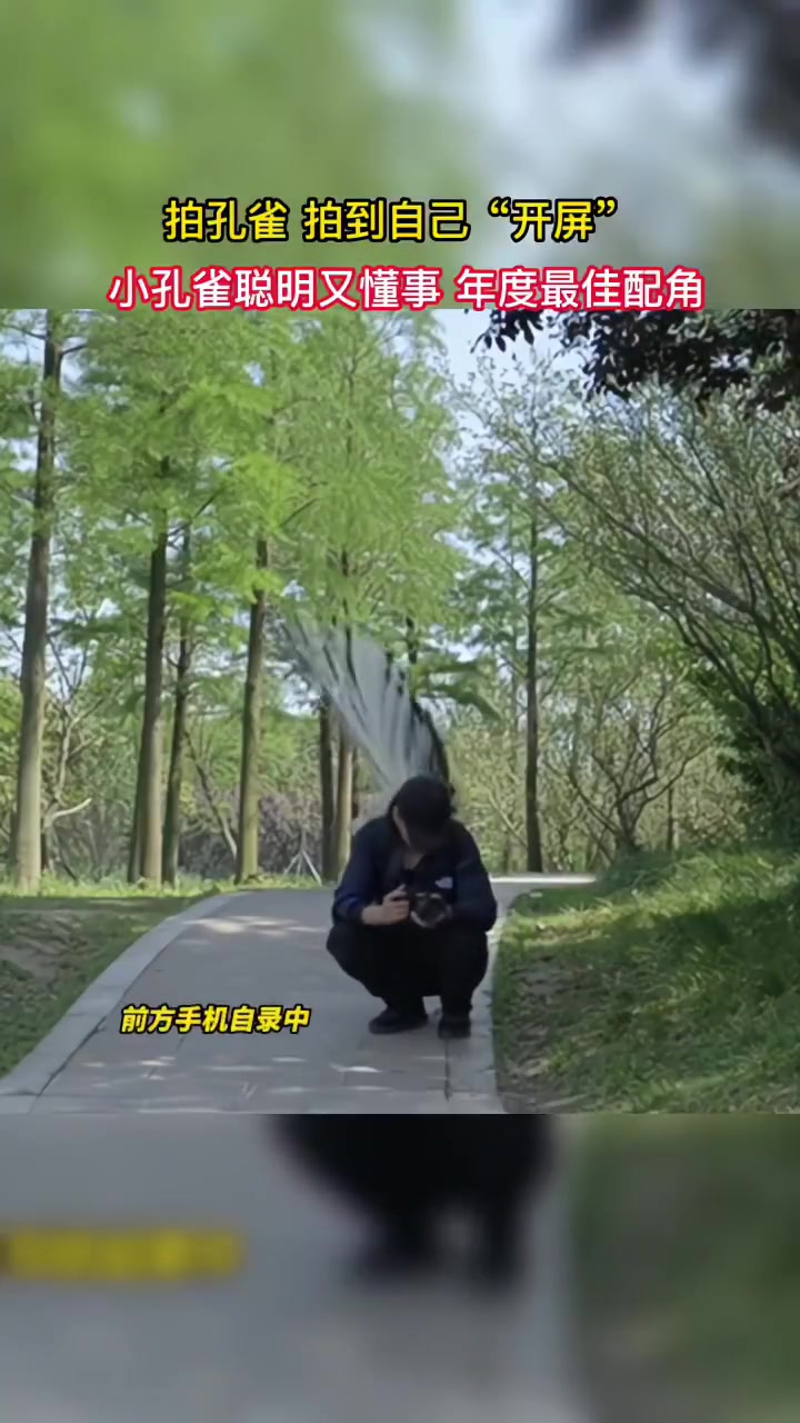 拍孔雀拍到自己“开屏”小孔雀聪明又懂事年度最佳配角