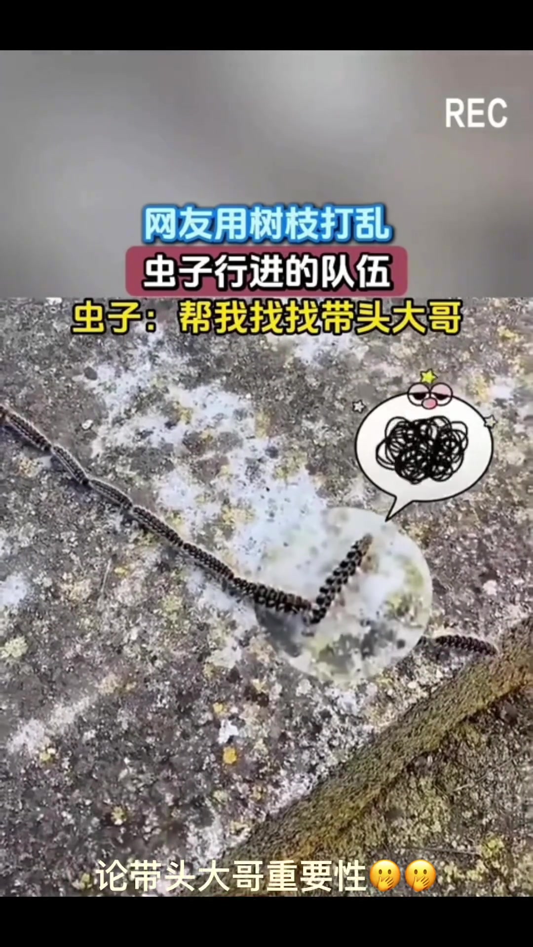 网友用树枝打乱虫子行进队伍