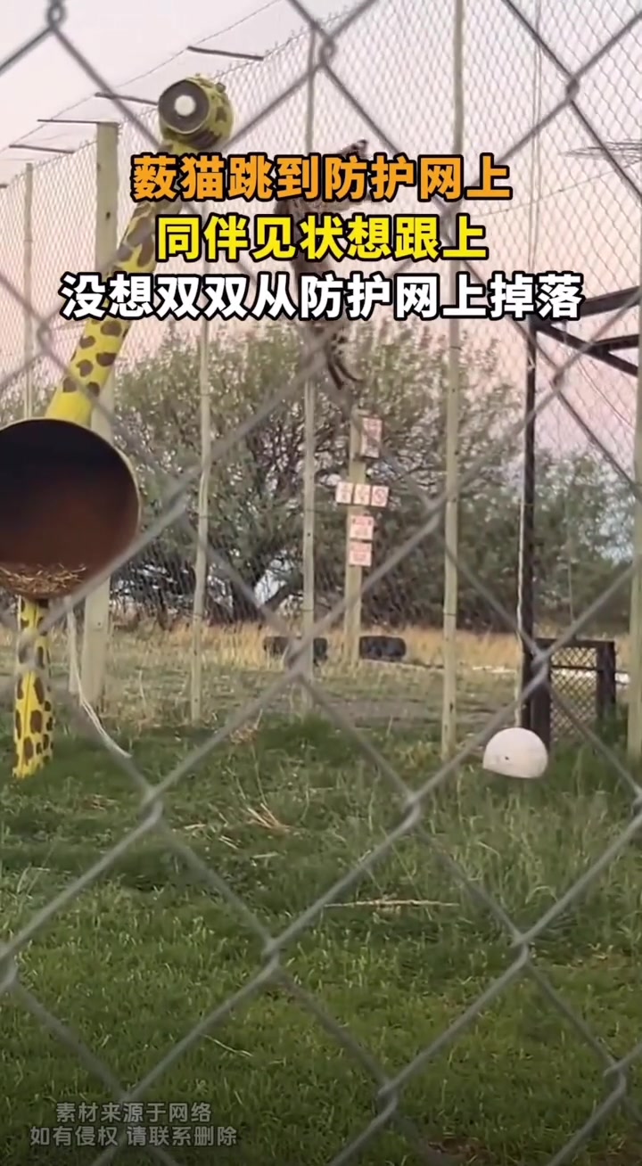 薮猫捕捉防护网上的鸟，不料被另一只薮猫捡漏