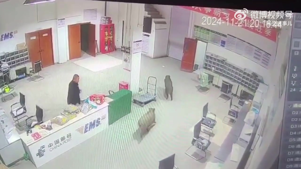 野猪集体闯仓库，老哥看情况不对赶紧开溜