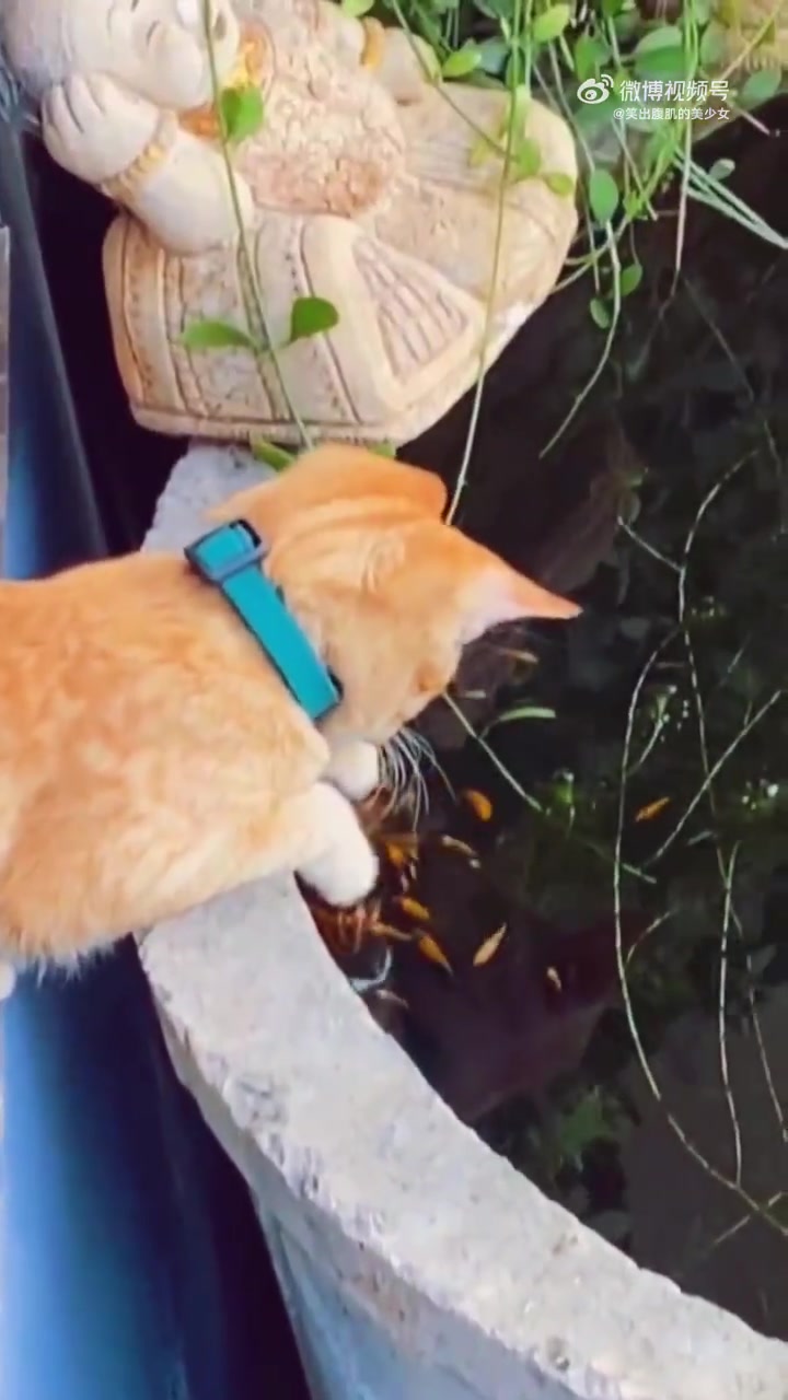 鱼疗，猫咪是懂的享受的