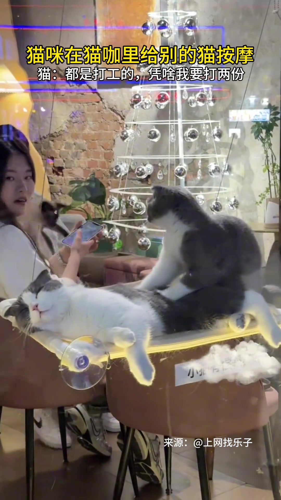 打两份工的猫咪！给人打工，还给猫打工