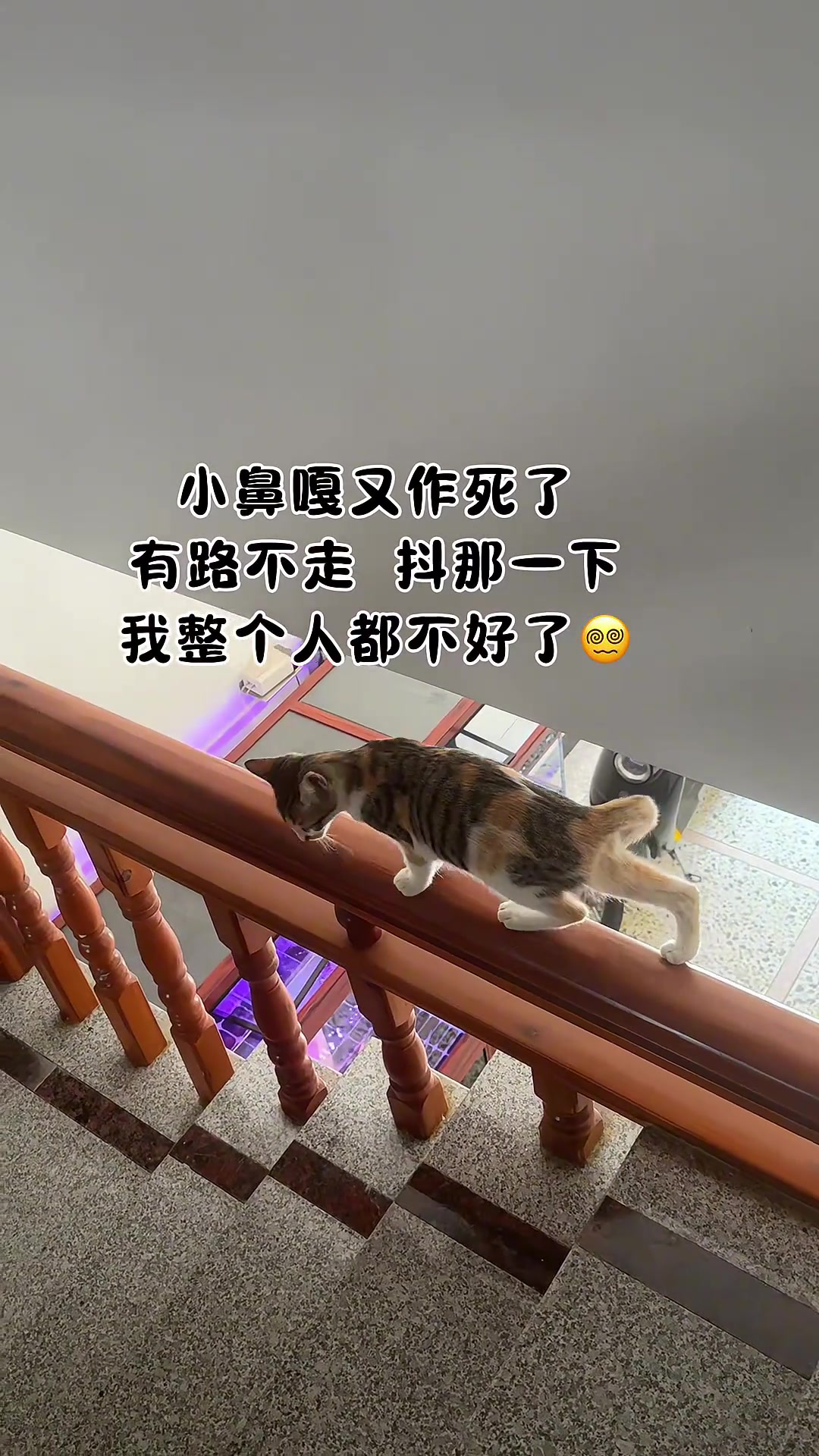 这猫有点子技术在身上