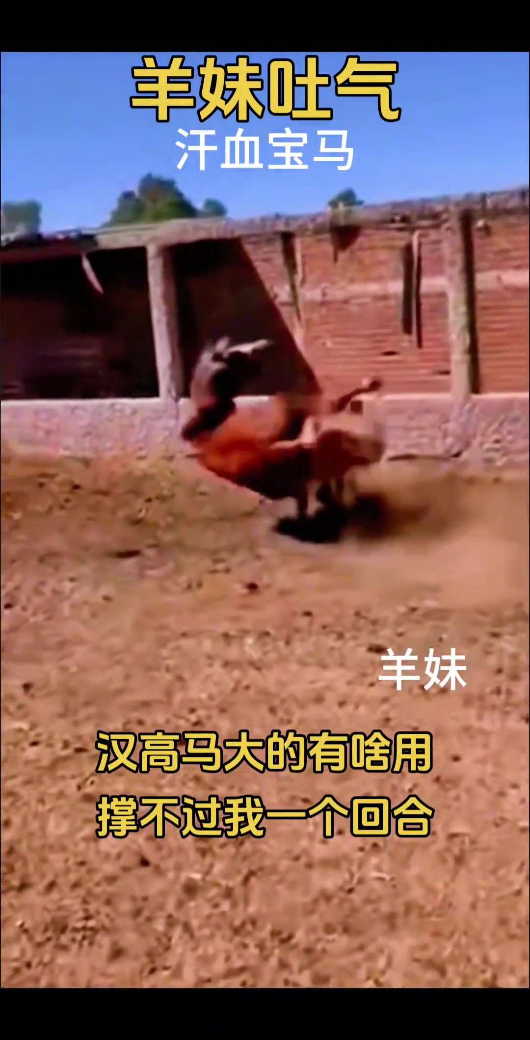 汉高马大有什么用撑不过我一个回合