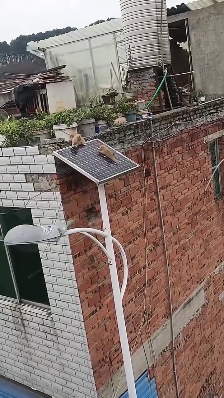 上面那只狗子也不知道拉一把