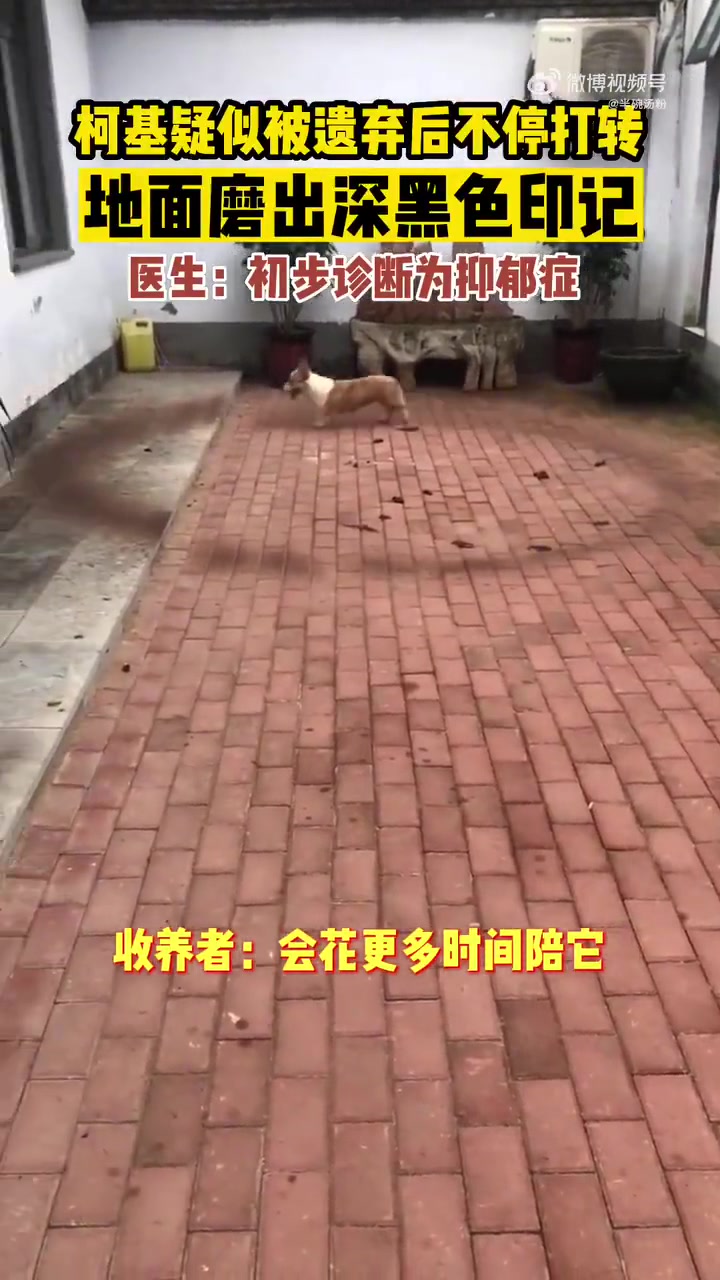 狗也会得忧郁症！！！！刻板了！
