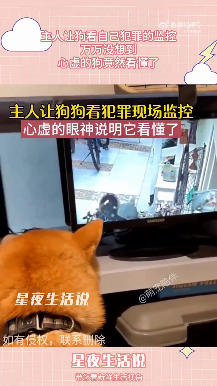 主人让狗看自己犯罪的监控万万没想到，心虚的狗竟然看懂了