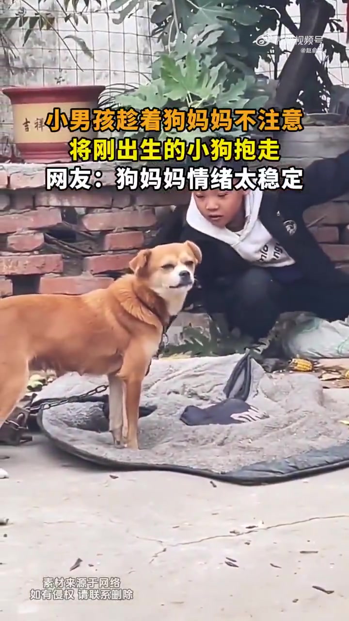 小男孩趁着狗妈妈不注意，将刚出生小狗抱走