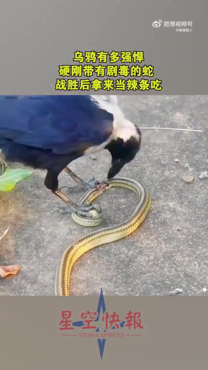 乌鸦有多强悍，硬刚带有剧毒的蛇，战胜后拿来当辣条吃！