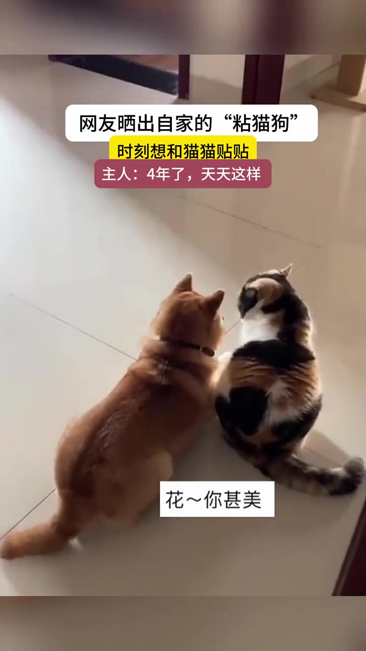 网友晒出自家的“粘猫狗”，时刻想和猫猫贴贴，主人：4年了
