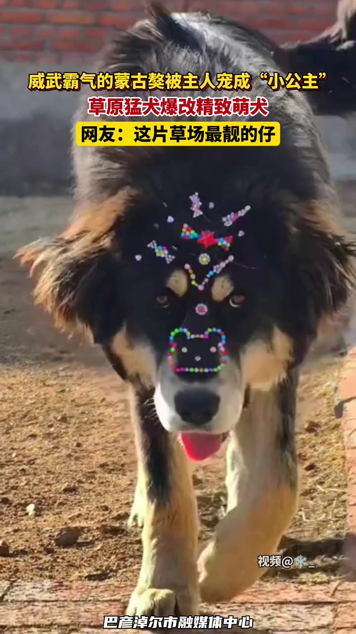 威武霸气的蒙古獒被主人宠成“小公主”，草原猛犬爆改精致萌犬